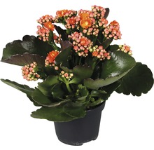 Kalanchoe i kruka