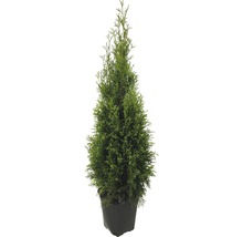 Thuja i kruka