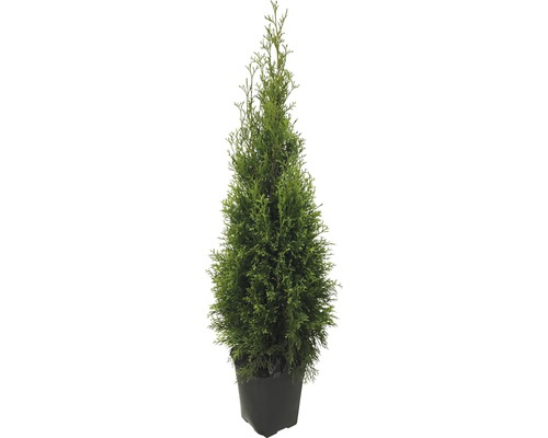 Thuja i kruka