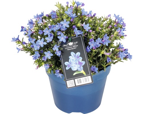 Blå ögontröst ''Heavenly Blue'' i kruka