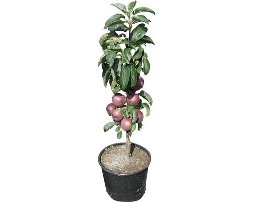 Äppelträd i kruka med äpplen och blad