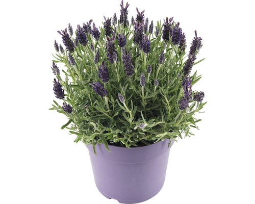 Lavendel i kruka
