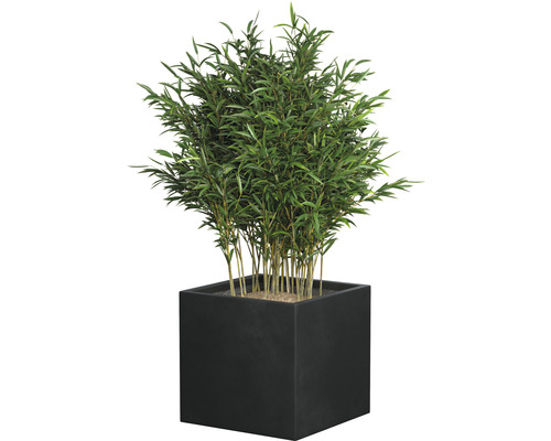 Bambu i fyrkantig planteringslåda