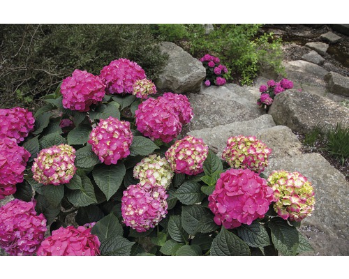 Bollhortensia Endless Summer Hydrangea macrophylla 'Summer Love' 20-35cm Co 5L röd Närbild av en trädgård med rosa hortensiabuskar och stentrappa