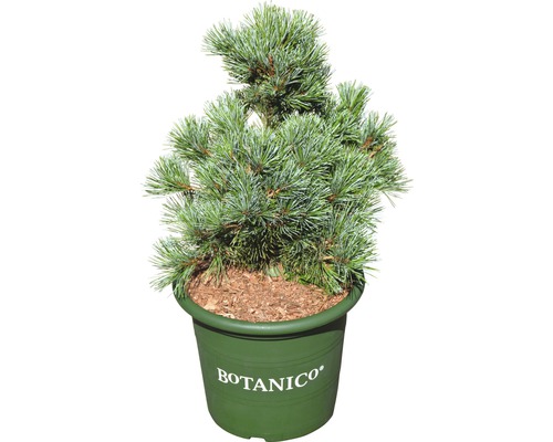 Silvertall BOTANICO Pinus parviflora 'Negishi' 30-40cm Co 6L