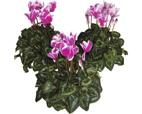 Cyklamen FLORASELF Cyclamen persicum Fantasia 20-25xØ13cm tillfälligt sortiment Cyklamen krukväxt med gröna blad och rosa blommor