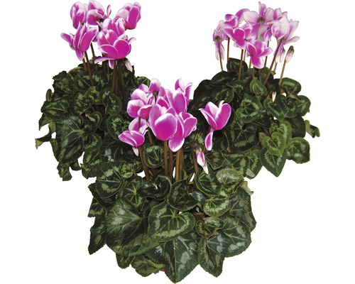 Cyklamen FLORASELF Cyclamen persicum Fantasia 20-25xØ13cm tillfälligt sortiment