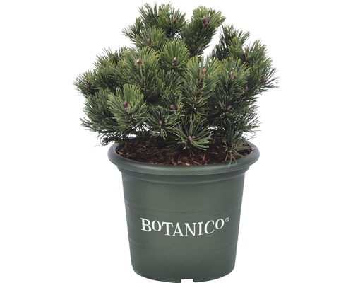 Bergtall BOTANICO Pinus mugo 'Sherwood Compact' 20-25cm Co 3,7L