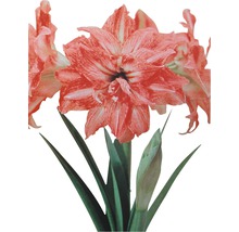 Amaryllis FLORASELF Hippeastrum 20-30xØ13cm 1 blomma