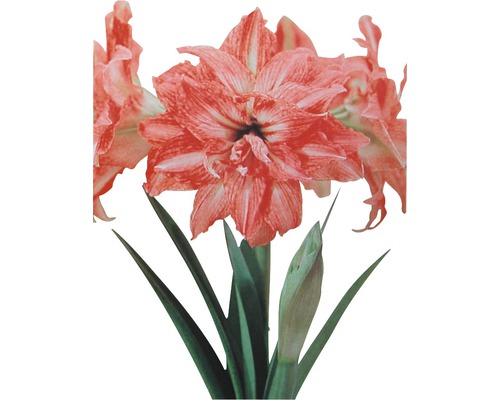 Amaryllis FLORASELF Hippeastrum 20-30xØ13cm 1 blomma