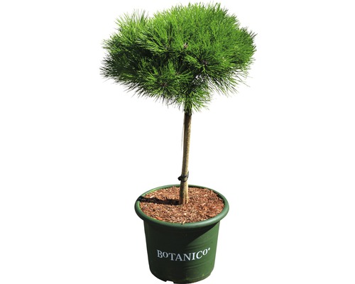 Svarttall stammad Pinus nigra 'Marie Bregeon' 40cm Co 10L