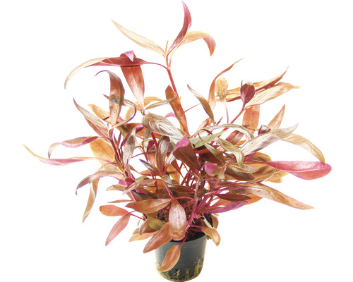 Akvarieväxt DENNERLE PLANTS Papegojblad bredbladig Alternanthera reineckii röd Vattenväxt Rotala rotundifolia i kruka