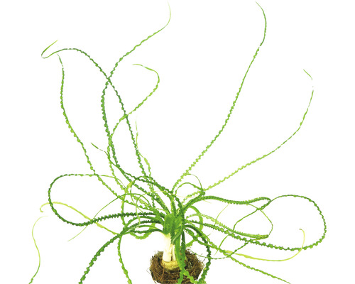 Akvarieväxt DENNERLE PLANTS Smalbladig crinum Crinum calamistratum