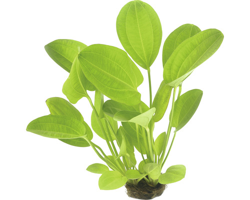 Akvarieväxt DENNERLE PLANTS Hjärtsvalting Harbich Echinodorus cord. Harbich Red Akvarieväxt med gröna blad