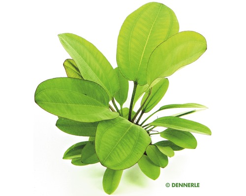 Akvarieväxt DENNERLE PLANTS Svärdplanta Small Bear Echinod orus Dschungelstar nr 2 Akvarieväxt med breda blad