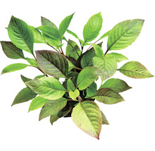 Akvarieväxt DENNERLE PLANTS Snäckört Hygrophila corymbosa HB