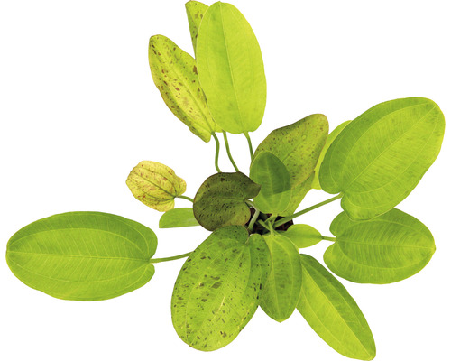 Akvarieväxt DENNERLE PLANTS Svalting fläckig Harbich Echinodorus Dschungelstar nr 9 Akvarieväxt med ovala blad
