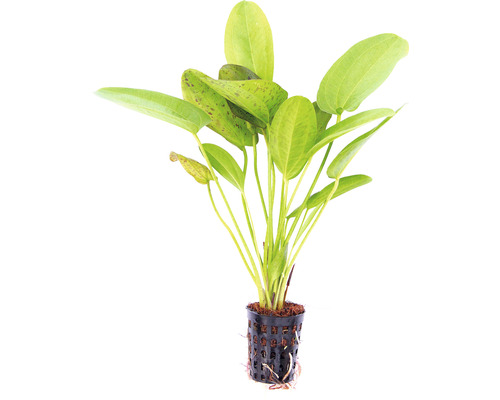 Echinodorus akvarieväxt i kruka