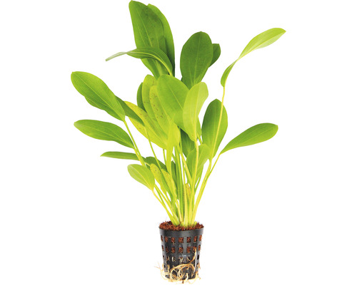 Akvarieväxt DENNERLE PLANTS Svärdplanta Phyton Echinodorus Dschungelstar nr 3 T/10 Växt i kruka för akvarier