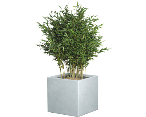 Bambu växt i fyrkantig kruka