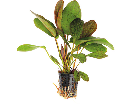 Akvarieväxt i kruka