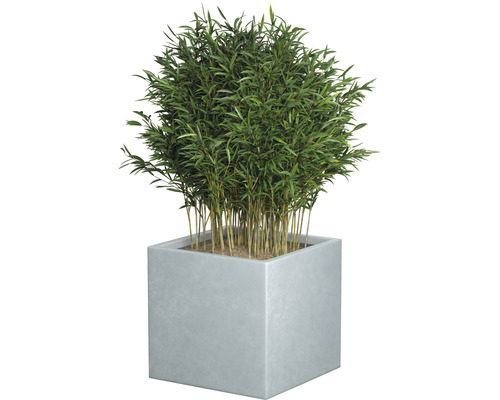 Bambu i fyrkantig planteringslåda