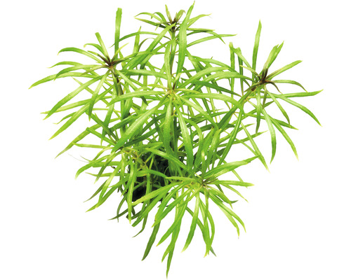 Akvarieväxt DENNERLE PLANTS Hästsvanspogostemon grov Pogostemon stellatus spec. Vattenstjärna växt för akvarier