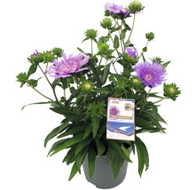 Krukväxt med lila blommor och gröna blad