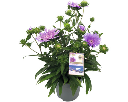 Blåklintsaster FLORASELF Stokesia laevis 'Mega Mels'® Co 5L