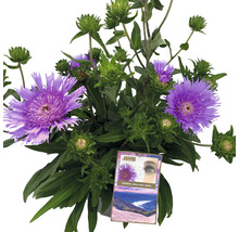 Aster med lila blommor och gröna blad