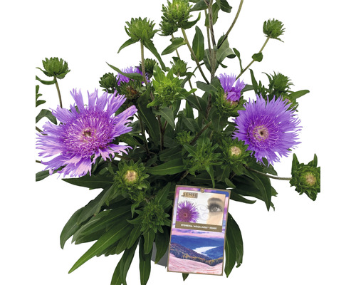 Blåklintsaster FLORASELF Stokesia laevis 'Mega Mels'® 10-60cm Co Ø27cm