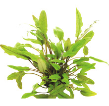 Akvarieväxt med gröna blad