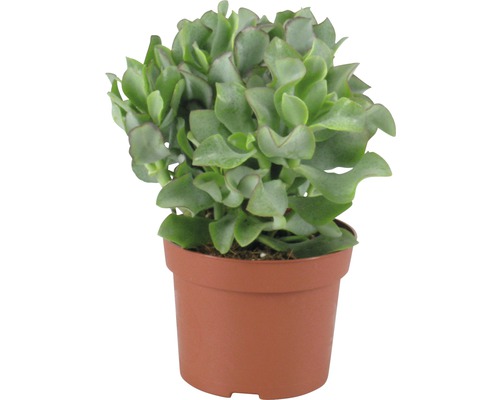 Inomhusväxt i kruka