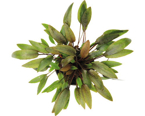 Akvarieväxt DENNERLE PLANTS Mellanstor brun vattenkalla Cryptocoryne wendtii C 421 Akvarieväxt i kruka, uppifrån