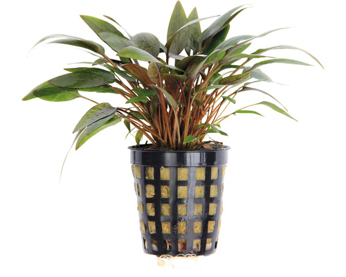 Kruka med akvarieväxt