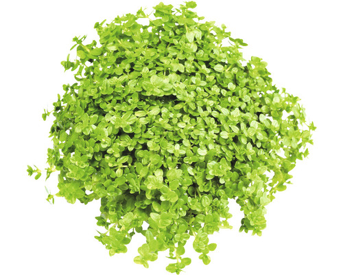 Akvarieväxt DENNERLE PLANTS Dwarf Baby Tears Hemianthus callitrichoides Cuba Högen med syllnarv