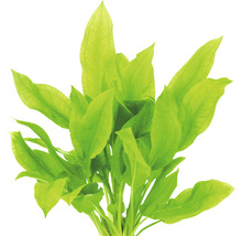 Akvarieväxt med gröna blad