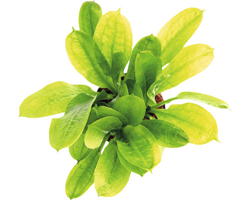 Akvarieväxt DENNERLE PLANTS Samolus-svärdplanta Echinodorus grisebachii Tropica Toppvy av en Echinodorus akvarieväxt med gröna blad