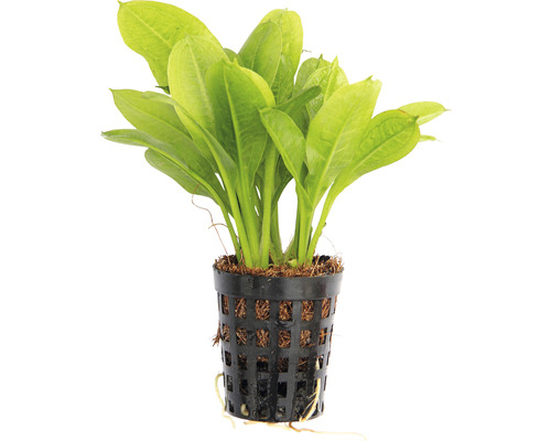 Akvarieväxt i kruka