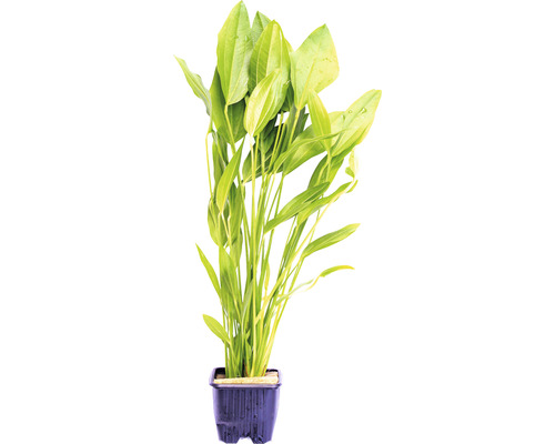Akvarieväxt DENNERLE PLANTS Svärdplanta stor växt Echinodorus argentinensis, SV Akvarieväxt i kruka