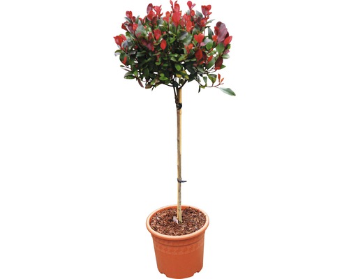 Snittmispel miniatyr FLORASELF Photinia fraseri Little Red Robin stam 40cm co 6L Photinia krukväxt i kruka