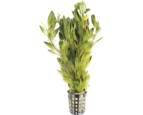 Akvarieväxt i kruka