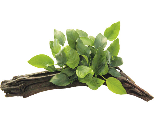 Akvarieväxt DENNERLE PLANTS Dvärganubias på rötter Anubias nana ca 16x7x12cm Akvarieväxt på rotved