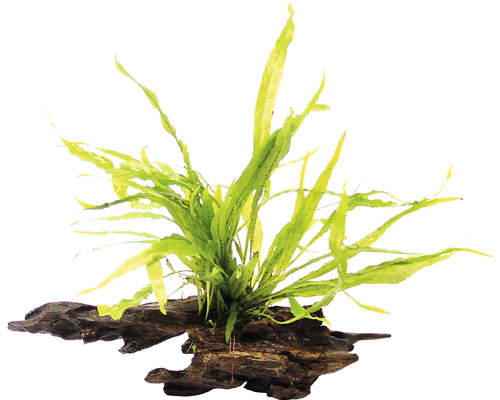 Akvarieväxt DENNERLE PLANTS Javaormbunke på rötter Microsorum pteropus