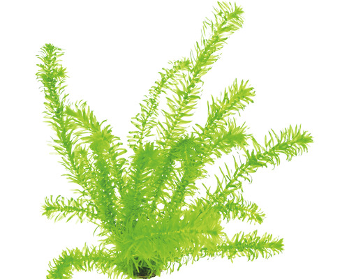 Akvarieväxt DENNERLE PLANTS Stor vattenpest tropisk art Egeria densa, tropisk art Konstgjord vattenväxt för akvarier