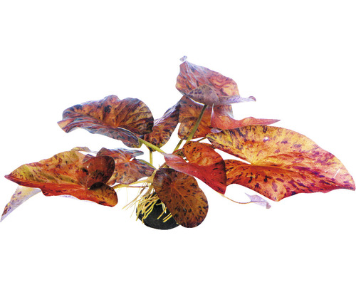 Akvarieväxt DENNERLE PLANTS Egyptisk vitlotus Nymphaea lotus Röd KN