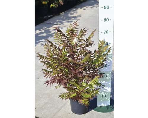 Rönnspirea FLORASELF Sorbaria sorbifolia Sem 30-60cm co 4L