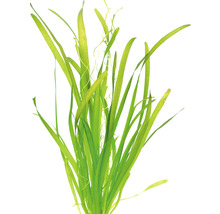 Akvarieväxt DENNERLE PLANTS Jättevattenskruv Vallisneria australis gigantea