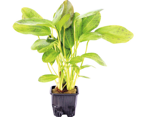 Akvarieväxt DENNERLE PLANTS Svalting Ozelot storväxt Echinodorus Ozelot, SV Akvarieväxt i kruka