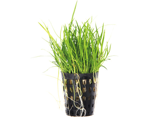 Akvarieväxt i kruka